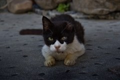 Chats