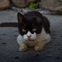 harlock-chat