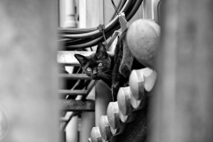Chats