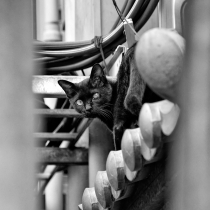 chat-borgne2