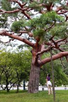 image fille-arbre-kyoto-jpg